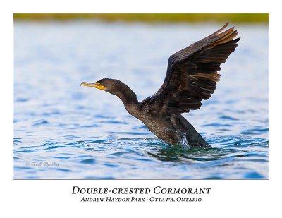 Double-crested Cormorant-012