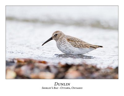 Dunlins