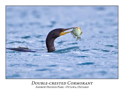 Double-crested Cormorant-013
