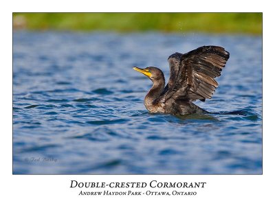 Double-crested Cormorant-014