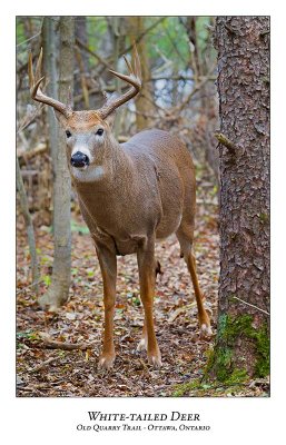 White-tailed Deer-042