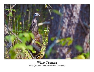 Wild Turkey-001