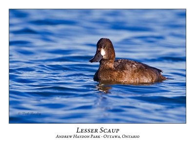 Lesser Scaup-023