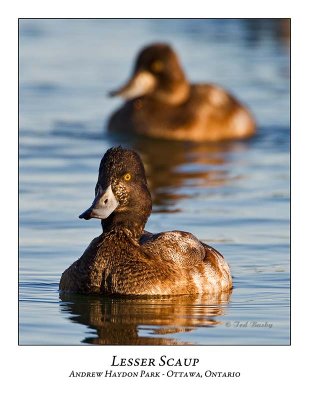 Lesser Scaup-024