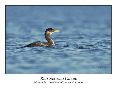 Red-necked Grebe-001