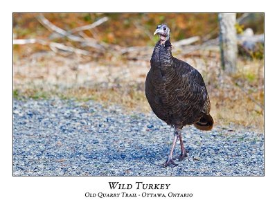 Wild Turkey-005