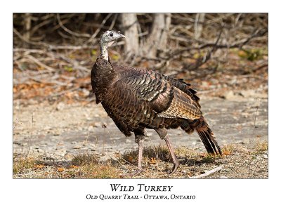 Wild Turkey-006