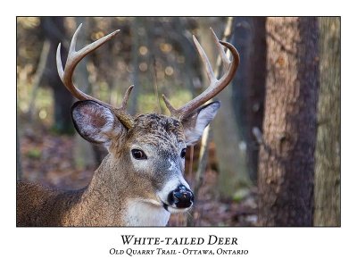 White-tailed Deer-045