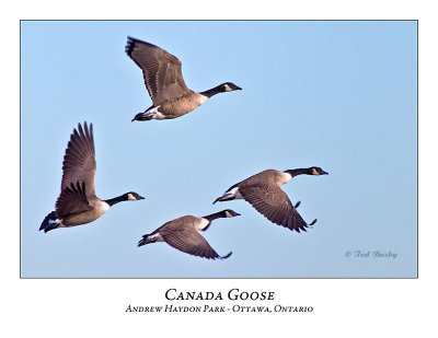 Canada Goose-022