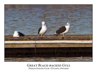 Great Black-backed Gull-002