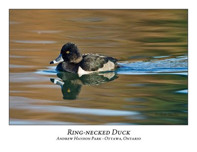 Ring-necked Duck-004