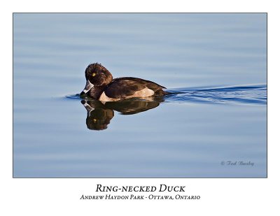 Ring-necked Duck-005