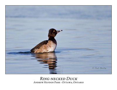 Ring-necked Duck-006
