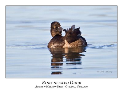 Ring-necked Duck-007
