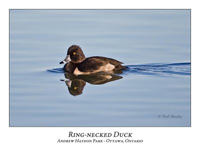 Ring-necked Duck-008