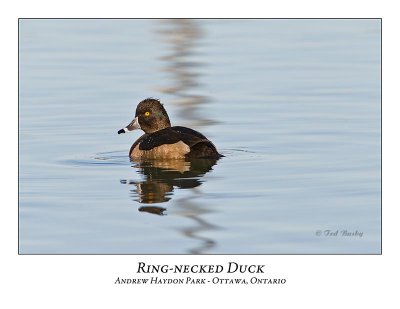Ring-necked Duck-009