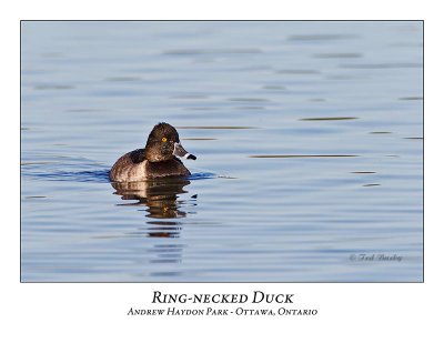 Ring-necked Duck-010