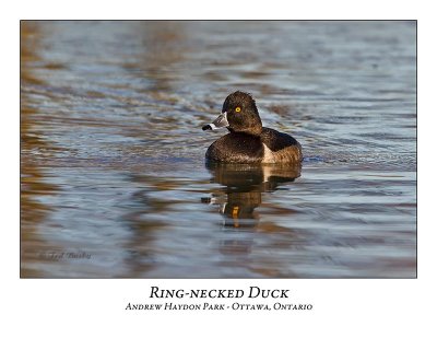 Ring-necked Duck-011