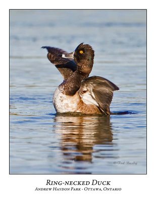 Ring-necked Duck-012