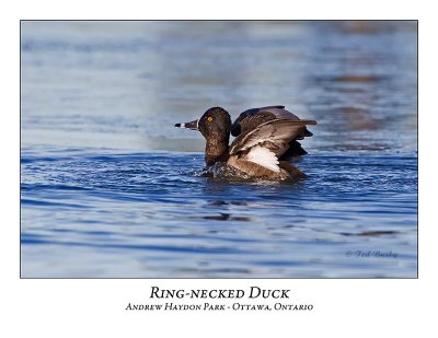 Ring-necked Duck-013