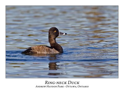 Ring-necked Duck-014