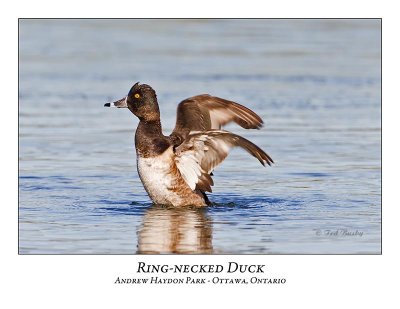 Ring-necked Duck-015