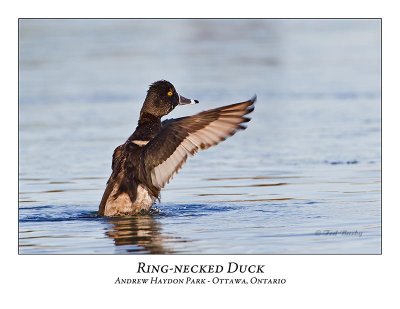 Ring-necked Duck-016