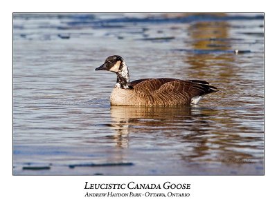 Canada Goose-024