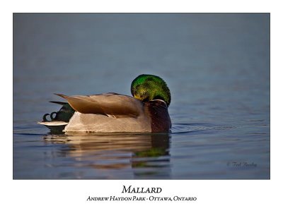 Mallard-015