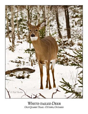 White-tailed Deer-046