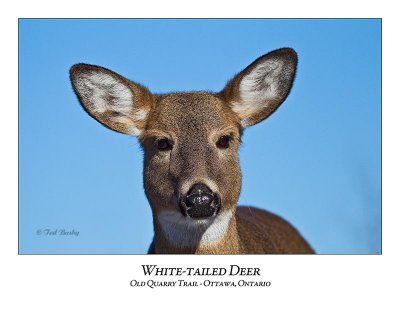 White-tailed Deer-049