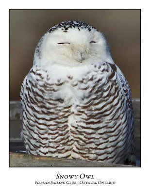 Snowy Owl-120