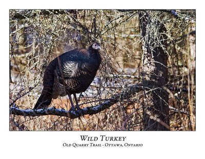 Wild Turkey-011