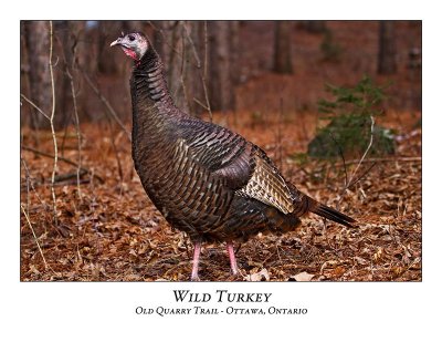 Wild Turkey-013