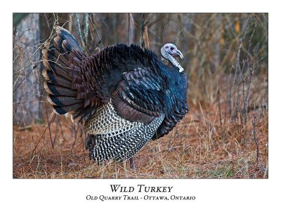 Wild Turkey-015
