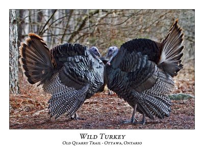 Wild Turkey-016
