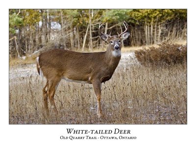 White-tailed Deer-051