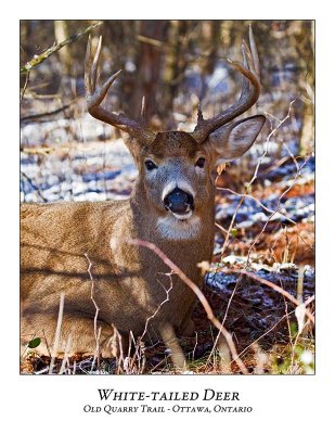 White-tailed Deer-053