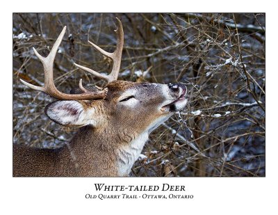 White-tailed Deer-054