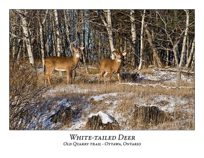 White-tailed Deer-055