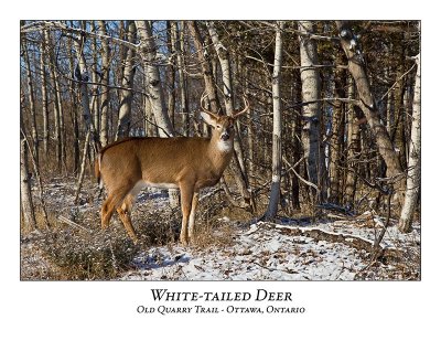 White-tailed Deer-056