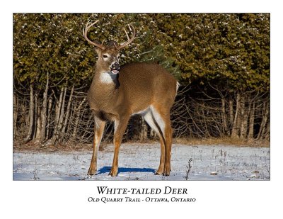 White-tailed Deer-058