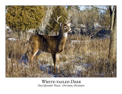 White-tailed Deer-059