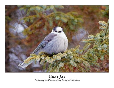 Gray Jay-004