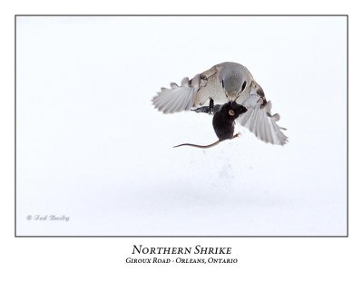 Northern-Shrike-001