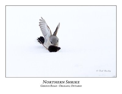 Northern-Shrike-002
