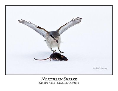 Northern Shrikes