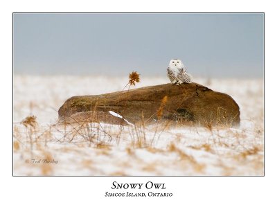 Snowy Owl-122