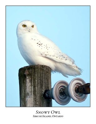 Snowy Owl-123