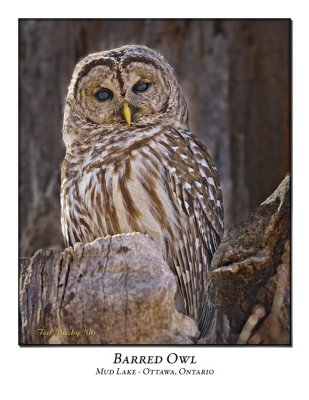 Barred Owl-001